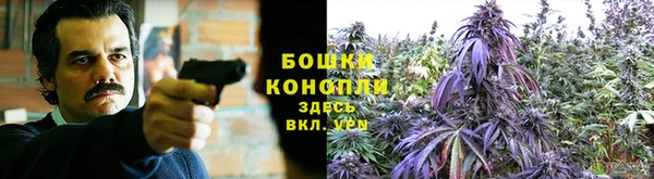 сатива Магас